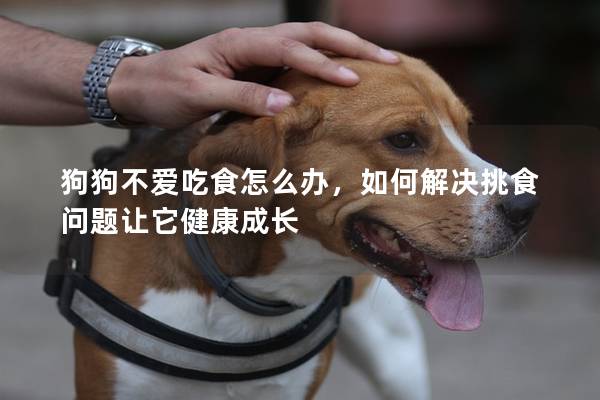 狗狗不爱吃食怎么办，如何解决挑食问题让它健康成长