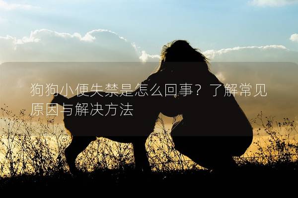 狗狗小便失禁是怎么回事？了解常见原因与解决方法