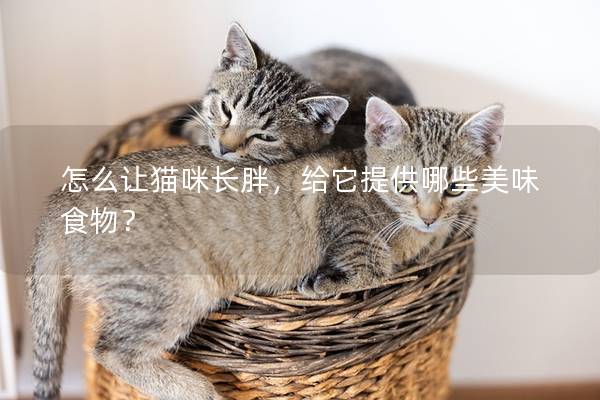怎么让猫咪长胖，给它提供哪些美味食物？