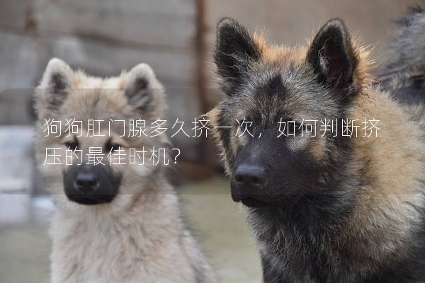 狗狗肛门腺多久挤一次，如何判断挤压的最佳时机？