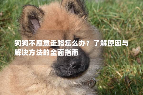 狗狗不愿意走路怎么办？了解原因与解决方法的全面指南