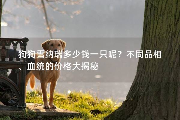 狗狗雪纳瑞多少钱一只呢？不同品相、血统的价格大揭秘