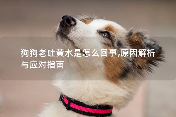 狗狗老吐黄水是怎么回事,原因解析与应对指南