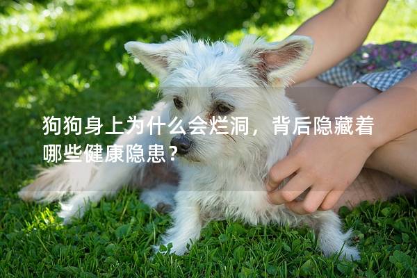 狗狗身上为什么会烂洞，背后隐藏着哪些健康隐患？