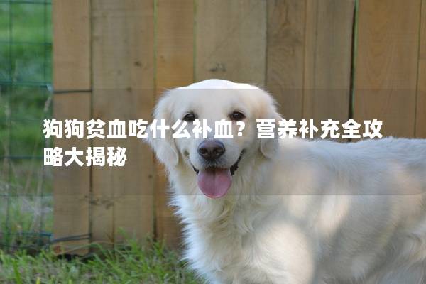 狗狗贫血吃什么补血？营养补充全攻略大揭秘