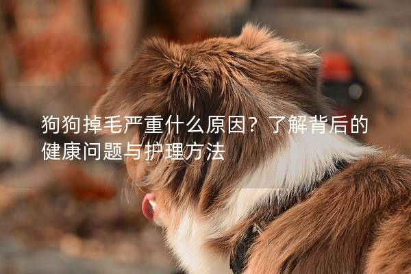 狗狗掉毛严重什么原因？了解背后的健康问题与护理方法