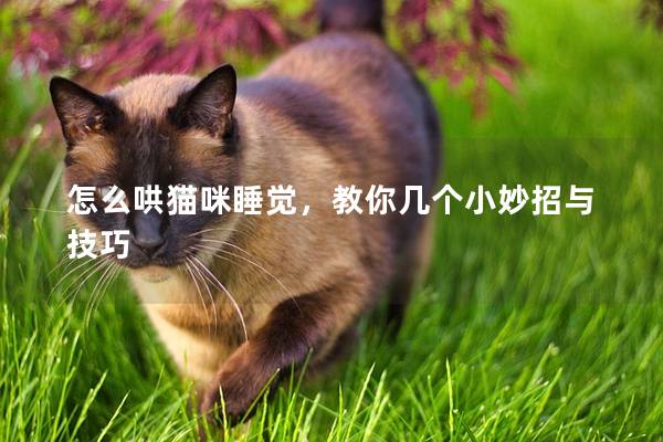 怎么哄猫咪睡觉，教你几个小妙招与技巧