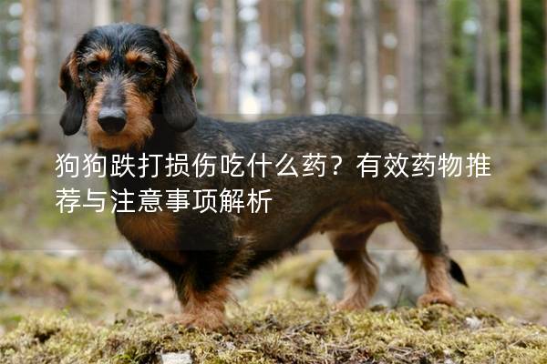 狗狗跌打损伤吃什么药？有效药物推荐与注意事项解析