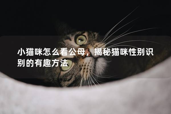 小猫咪怎么看公母，揭秘猫咪性别识别的有趣方法
