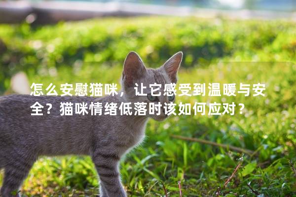 怎么安慰猫咪，让它感受到温暖与安全？猫咪情绪低落时该如何应对？