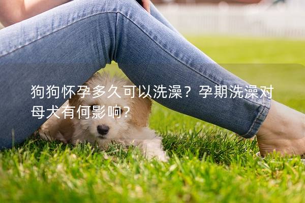狗狗怀孕多久可以洗澡？孕期洗澡对母犬有何影响？