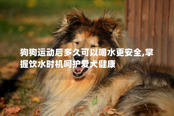 狗狗运动后多久可以喝水更安全,掌握饮水时机呵护爱犬健康
