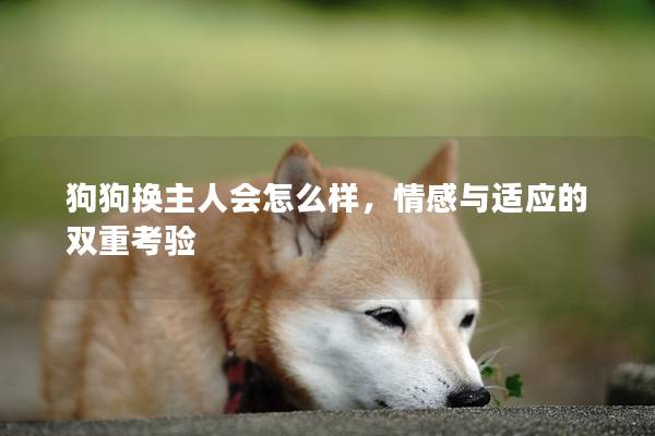 狗狗换主人会怎么样，情感与适应的双重考验
