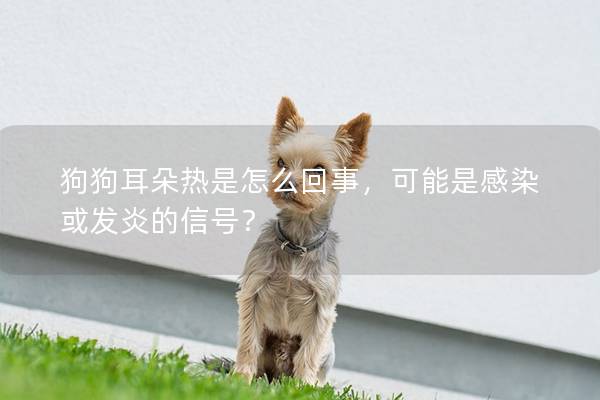狗狗耳朵热是怎么回事，可能是感染或发炎的信号？