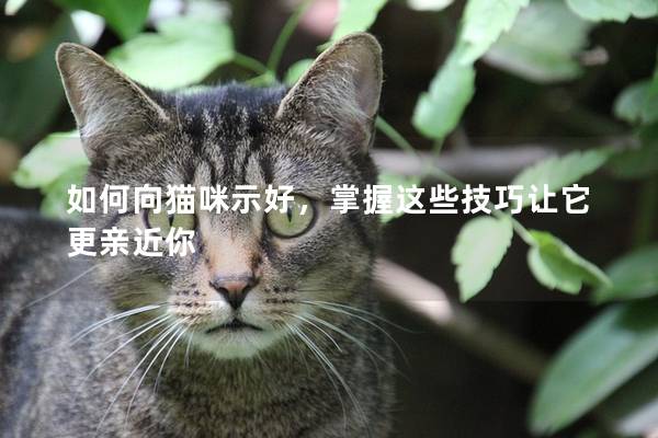 如何向猫咪示好，掌握这些技巧让它更亲近你
