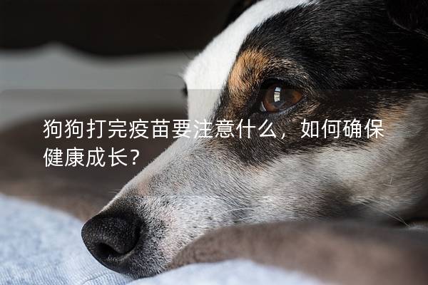狗狗打完疫苗要注意什么，如何确保健康成长？