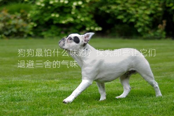 狗狗最怕什么味道？探究那些让它们退避三舍的气味