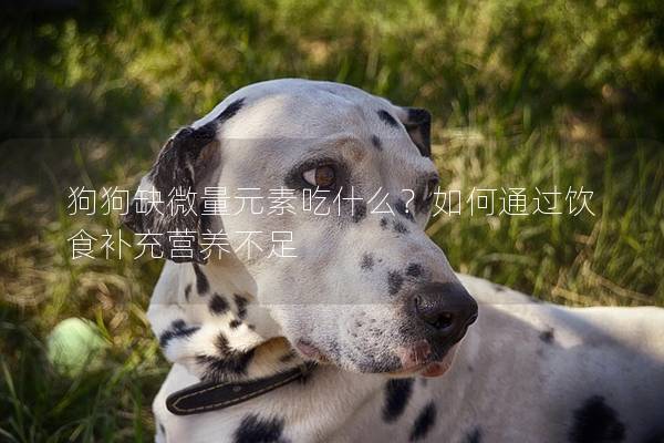 狗狗缺微量元素吃什么？如何通过饮食补充营养不足