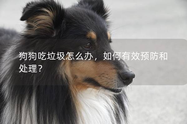 狗狗吃垃圾怎么办，如何有效预防和处理？