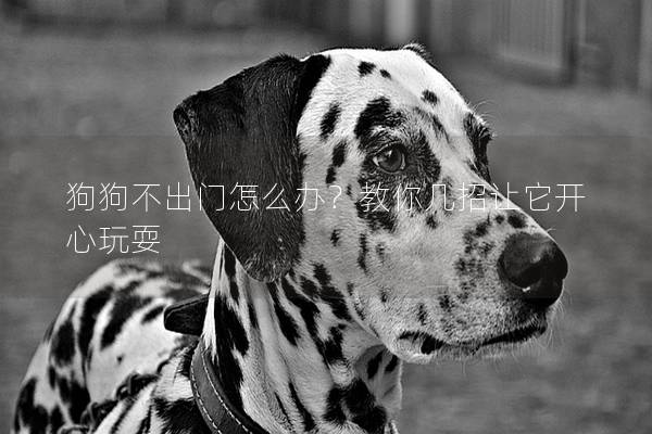 狗狗不出门怎么办？教你几招让它开心玩耍