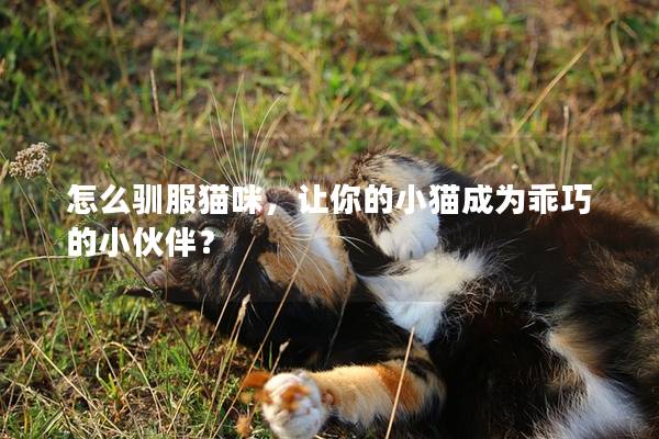 怎么驯服猫咪，让你的小猫成为乖巧的小伙伴？