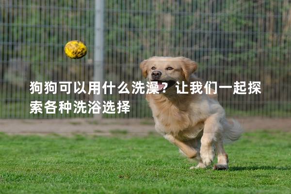 狗狗可以用什么洗澡？让我们一起探索各种洗浴选择