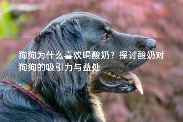 狗狗为什么喜欢喝酸奶？探讨酸奶对狗狗的吸引力与益处