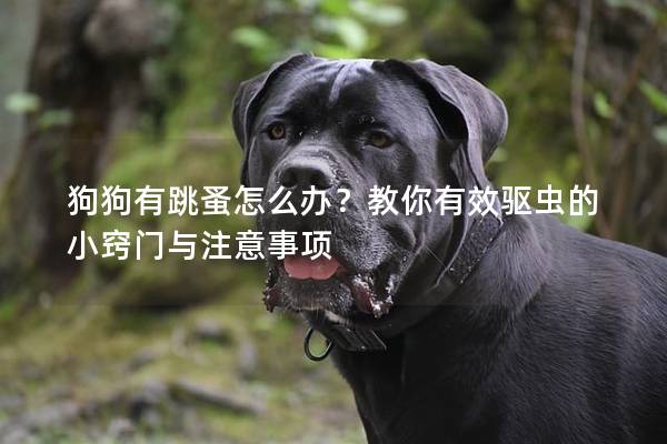 狗狗有跳蚤怎么办？教你有效驱虫的小窍门与注意事项