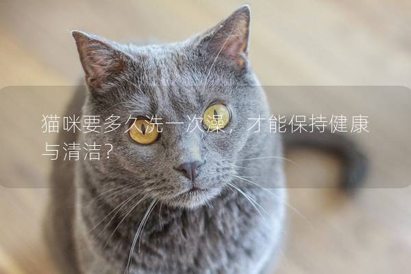 猫咪要多久洗一次澡，才能保持健康与清洁？