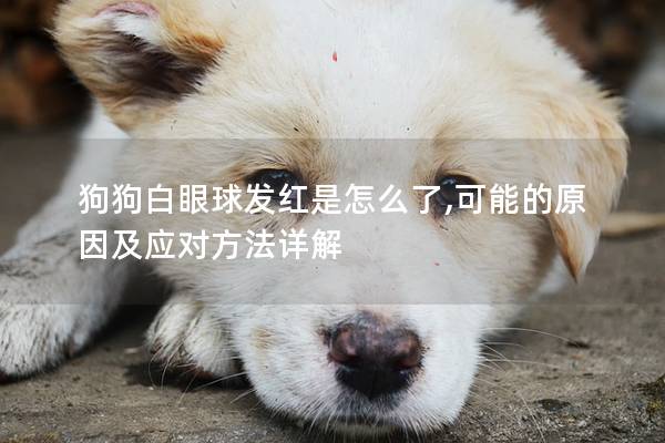 狗狗白眼球发红是怎么了,可能的原因及应对方法详解