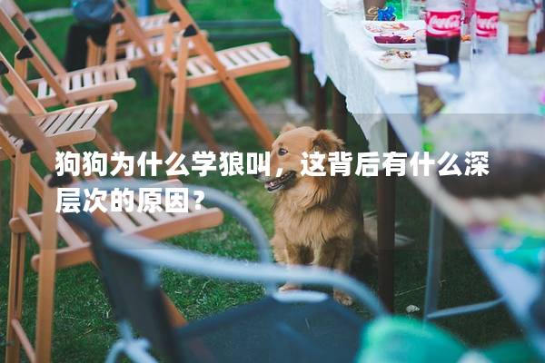 狗狗为什么学狼叫，这背后有什么深层次的原因？