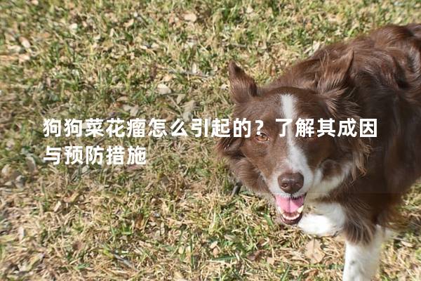狗狗菜花瘤怎么引起的？了解其成因与预防措施
