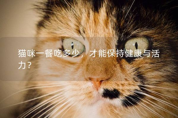 猫咪一餐吃多少，才能保持健康与活力？