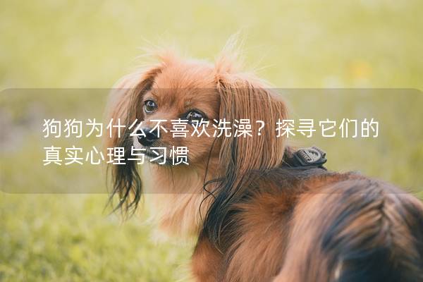 狗狗为什么不喜欢洗澡？探寻它们的真实心理与习惯
