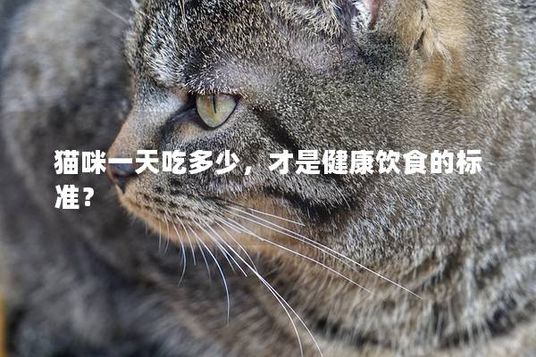 猫咪一天吃多少，才是健康饮食的标准？