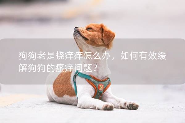 狗狗老是挠痒痒怎么办，如何有效缓解狗狗的瘙痒问题？