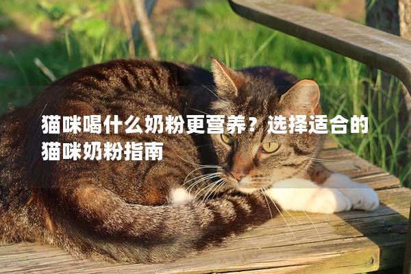 猫咪喝什么奶粉更营养？选择适合的猫咪奶粉指南