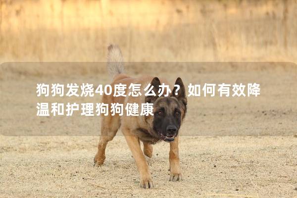 狗狗发烧40度怎么办？如何有效降温和护理狗狗健康