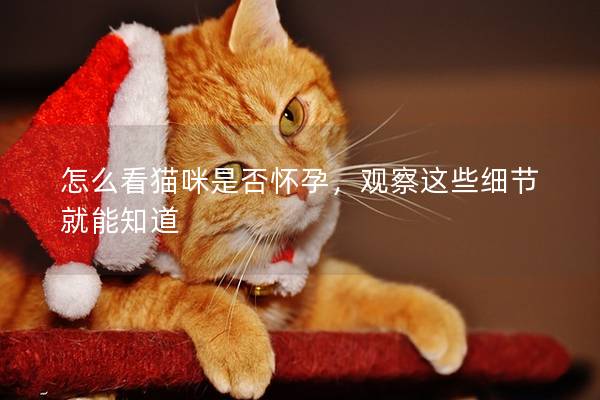 怎么看猫咪是否怀孕，观察这些细节就能知道