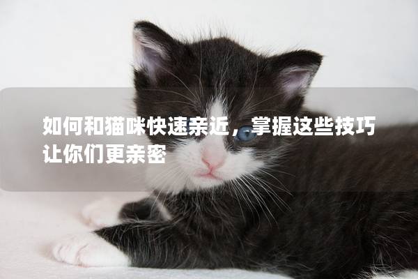 如何和猫咪快速亲近，掌握这些技巧让你们更亲密