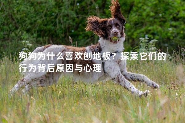 狗狗为什么喜欢刨地板？探索它们的行为背后原因与心理