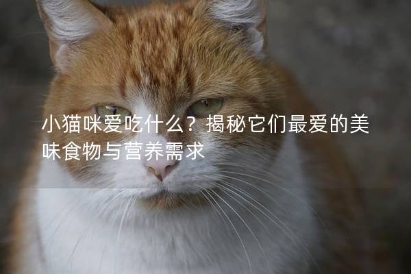 小猫咪爱吃什么？揭秘它们最爱的美味食物与营养需求