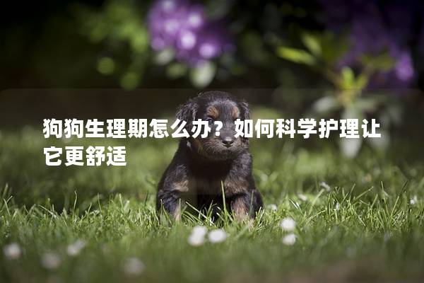 狗狗生理期怎么办？如何科学护理让它更舒适