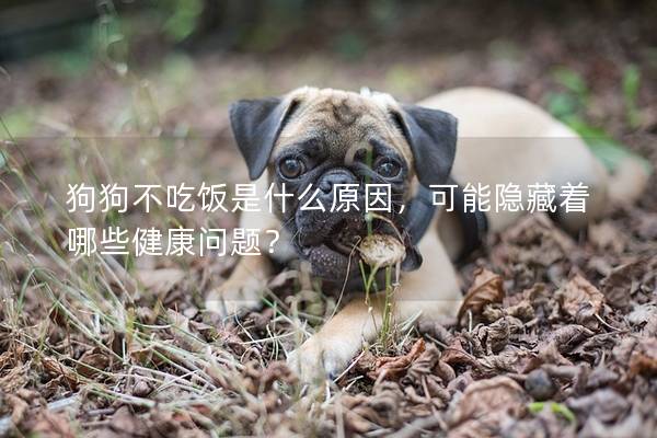 狗狗不吃饭是什么原因，可能隐藏着哪些健康问题？