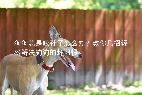 狗狗总是咬鞋子怎么办？教你几招轻松解决狗狗的坏习惯