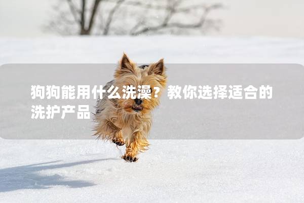 狗狗能用什么洗澡？教你选择适合的洗护产品