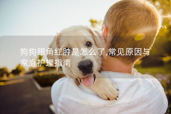 狗狗眼角红肿是怎么了,常见原因与家庭护理指南