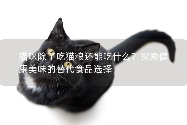 猫咪除了吃猫粮还能吃什么？探索健康美味的替代食品选择