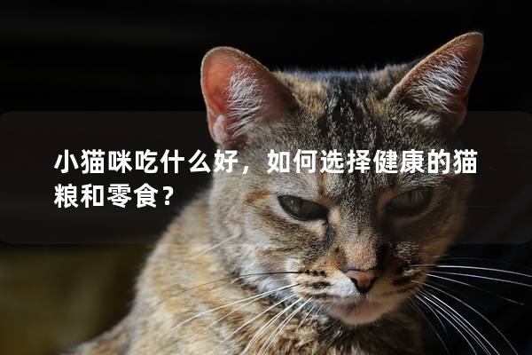 小猫咪吃什么好，如何选择健康的猫粮和零食？