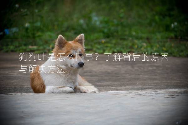 狗狗吐是怎么回事？了解背后的原因与解决方法